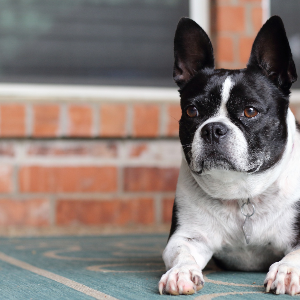Большой французский бульдог лежит у дома 