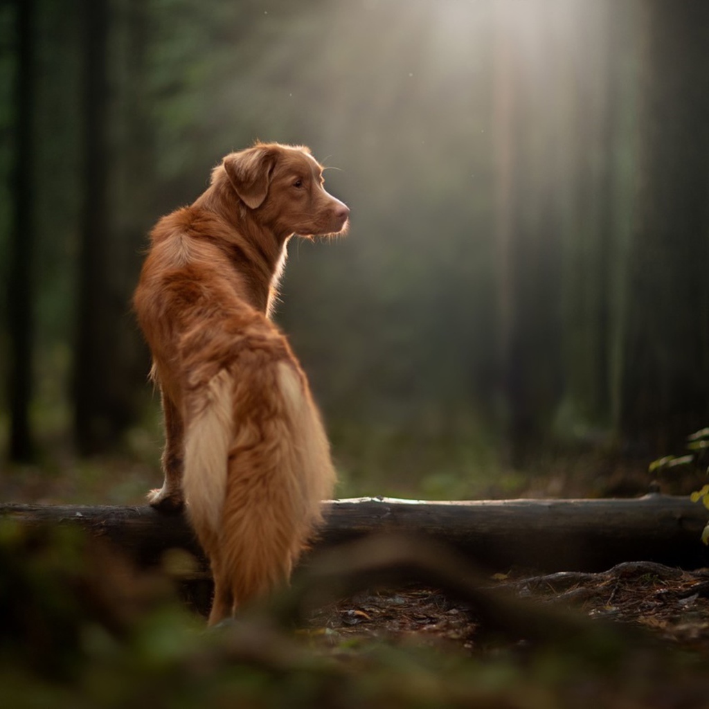 Большой золотистый ретривер гуляет в лесу 