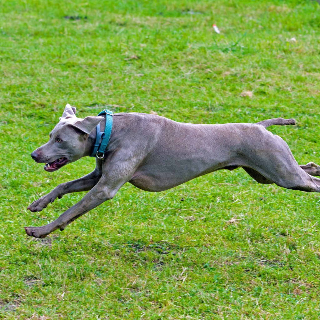 Большой серый Веймаранер бежит по зеленой траве 