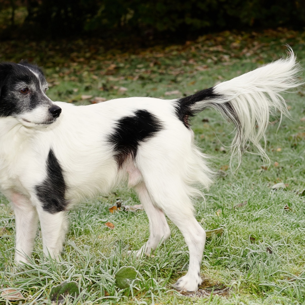 Большой бело-черный пес на зеленой траве 