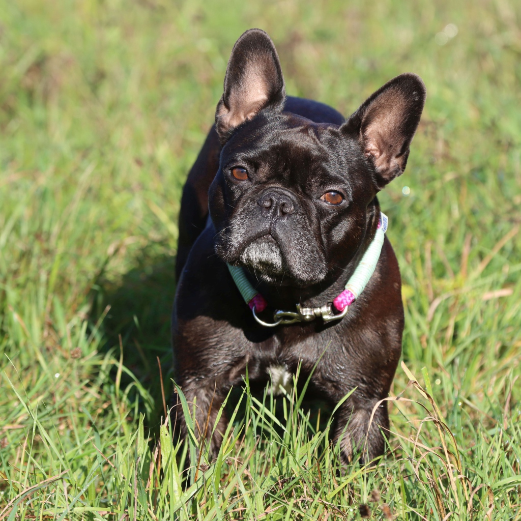 Черный французский бульдог на зеленой траве