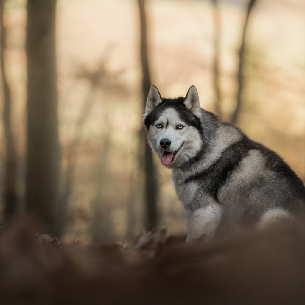 Голубоглазая хаски с высунутым языком в лесу