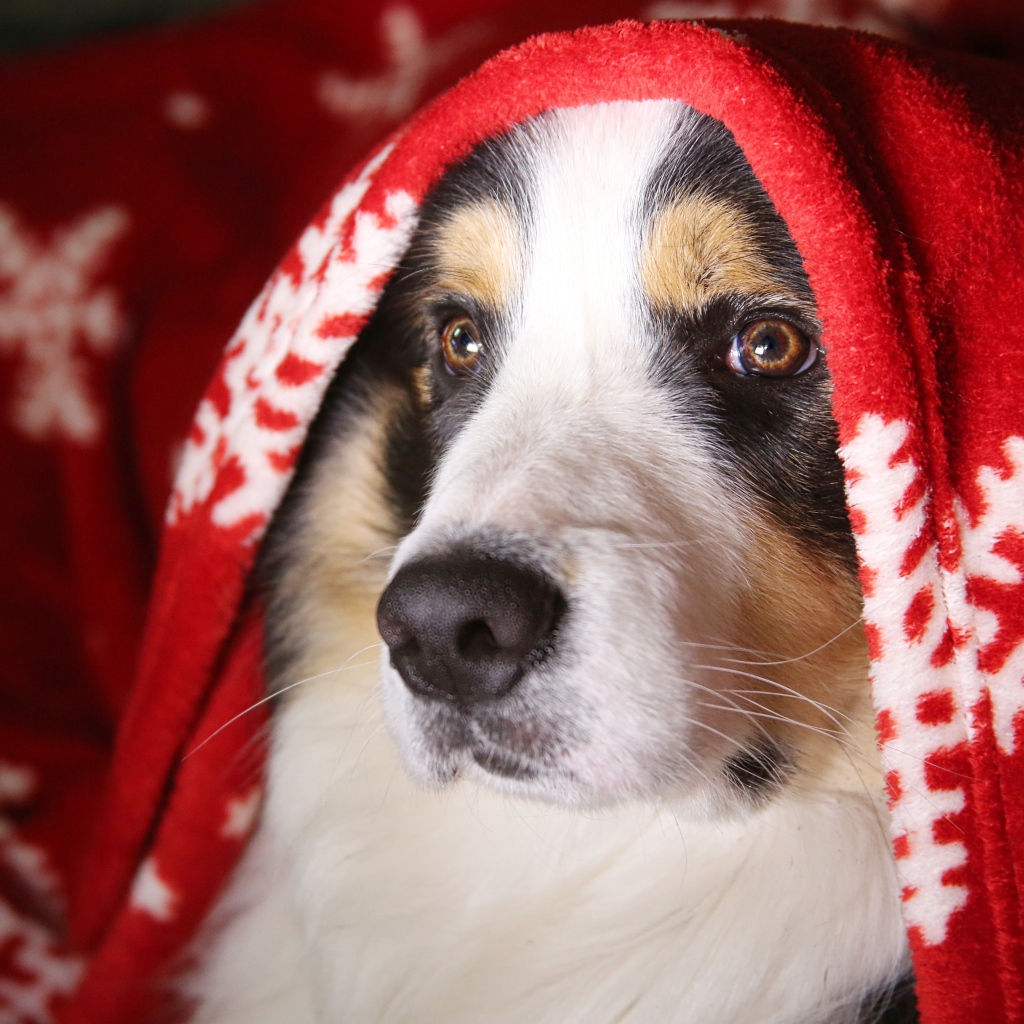 Собака породы бордер колли под одеялом