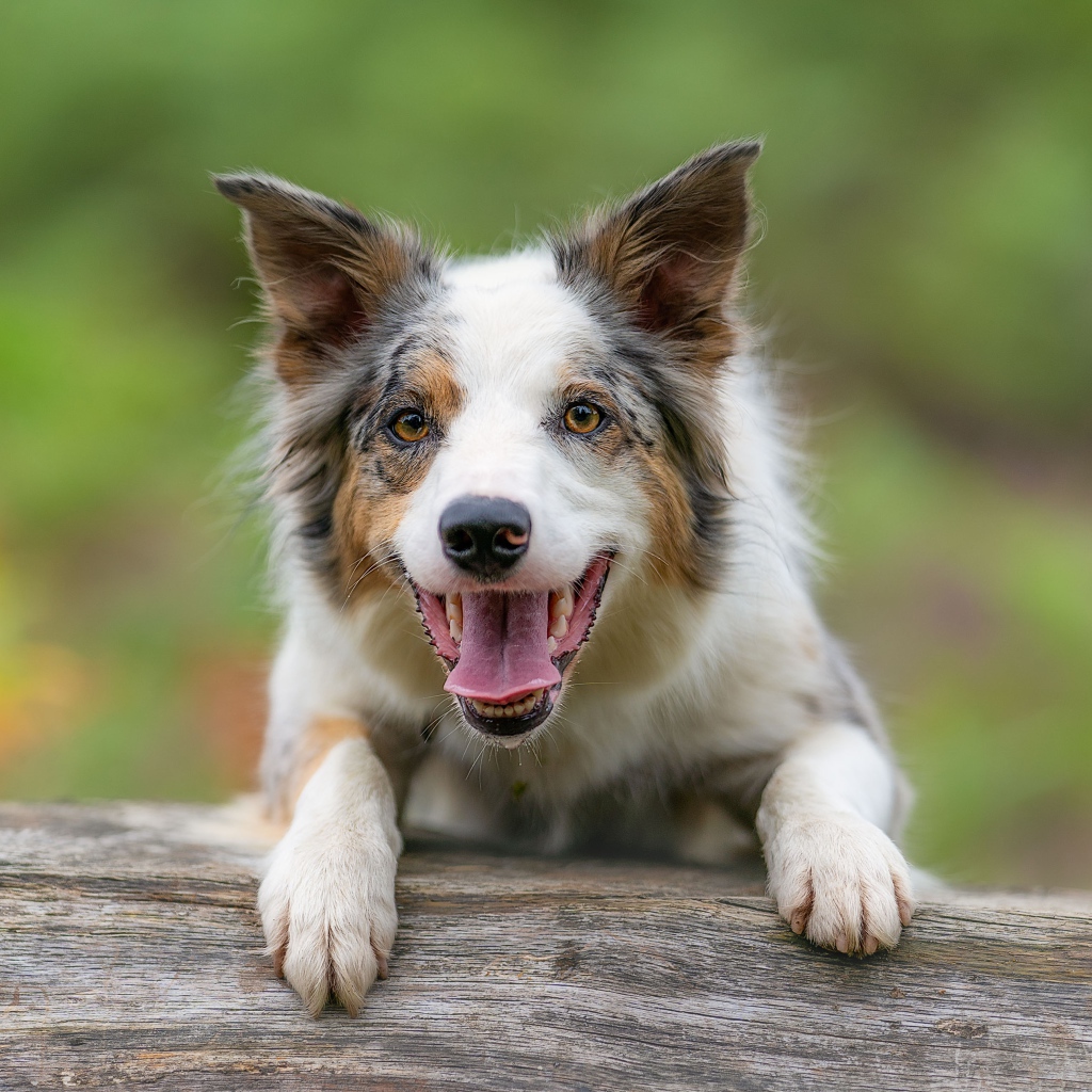 Собака породы бордер колли с открытой пастью