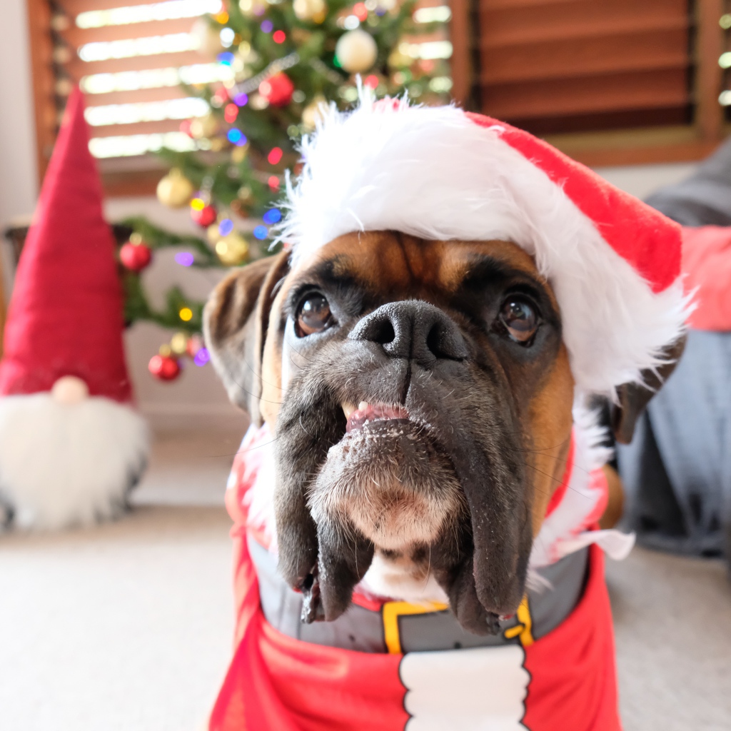 Бульдог в новогоднем костюме в  комнате 