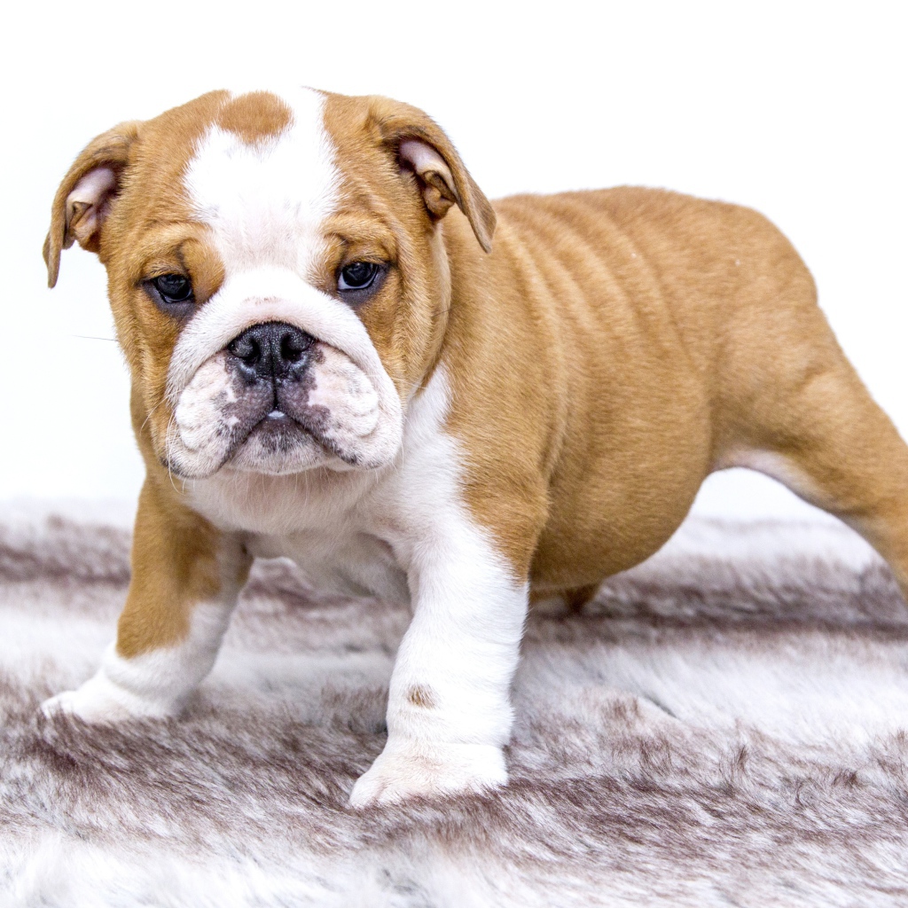 Щенок английского бульдога на подстилке