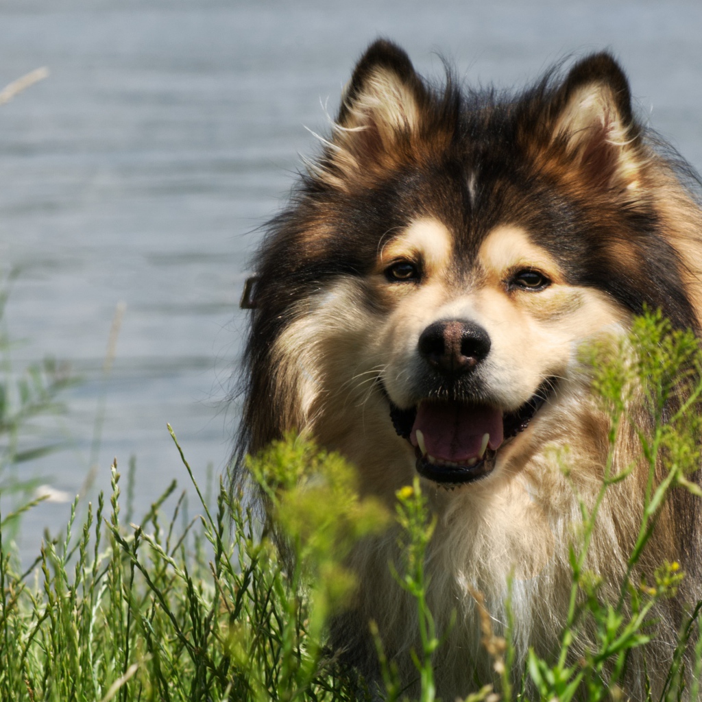 Финский лаппхунд с высунутым языком у воды 