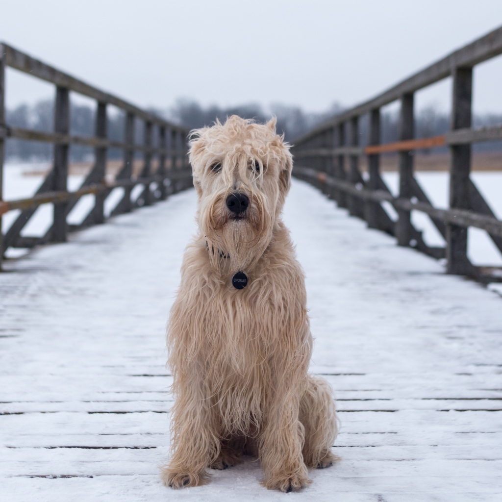 Пушистый пес сидит на покрытом снегом мосту