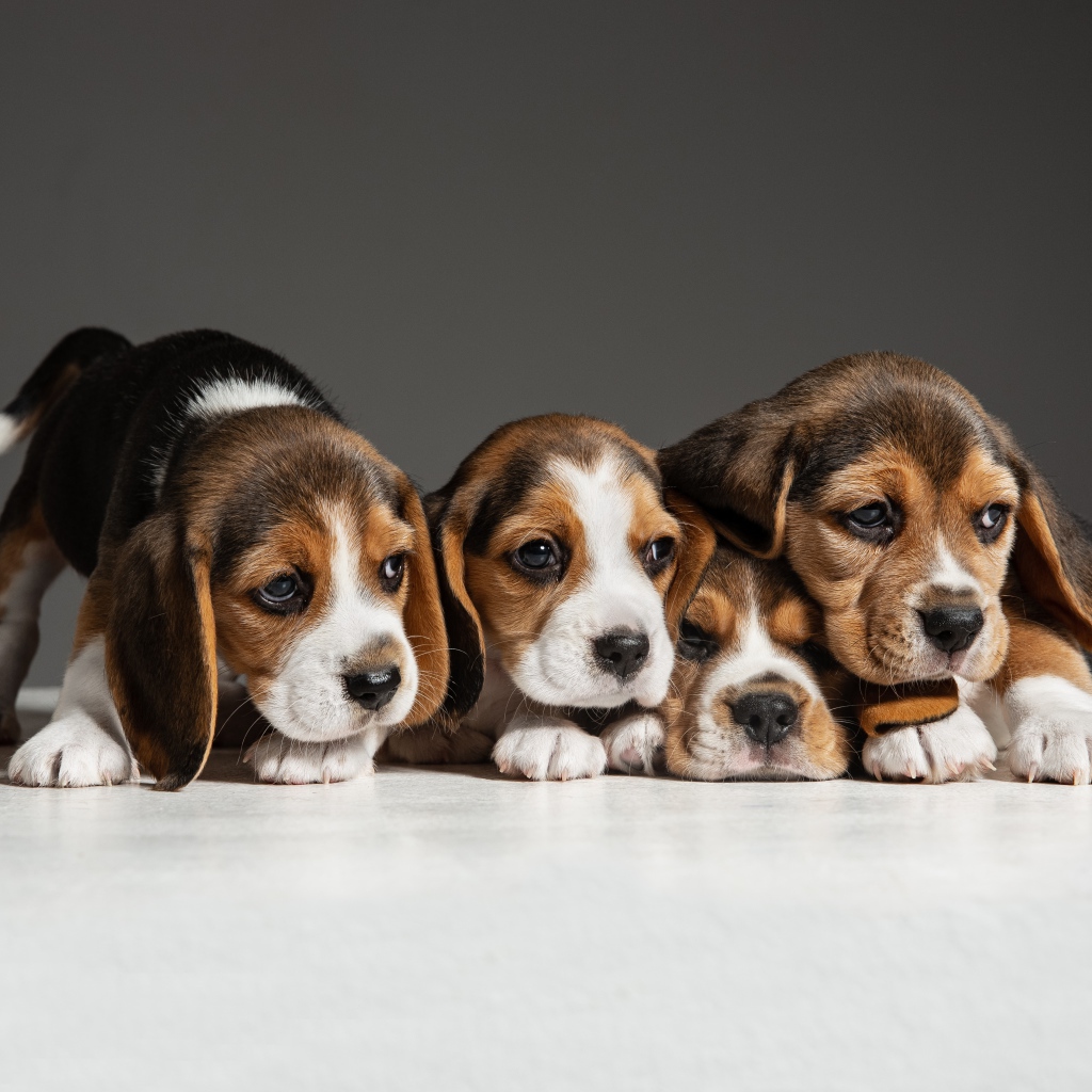 Четыре щенка бигля на сером фоне 