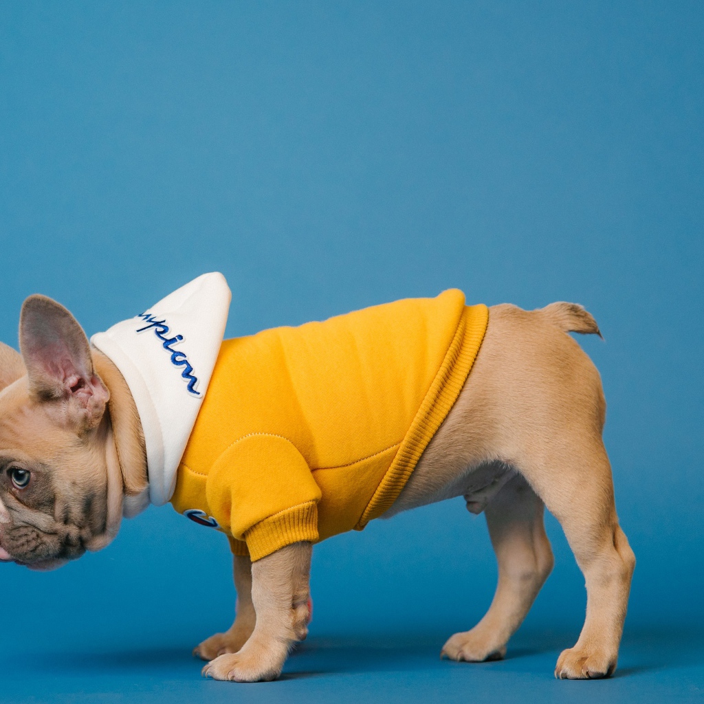 Французский бульдог в костюме на голубом фоне