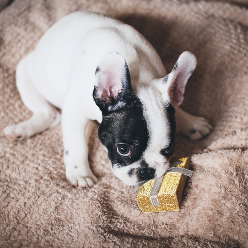 Французский бульдог с подарком на кровати 