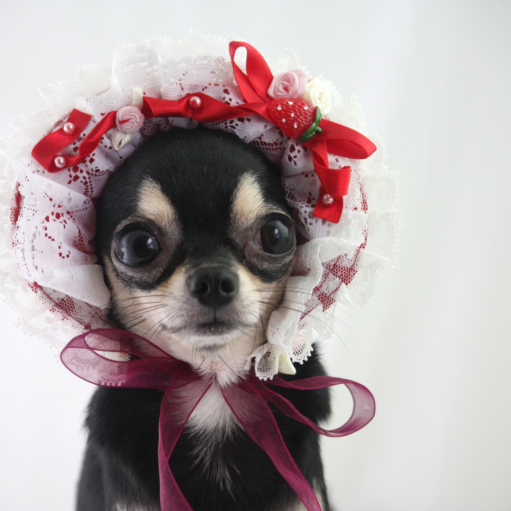 Смешная собака породы чихуахуа в шапке 