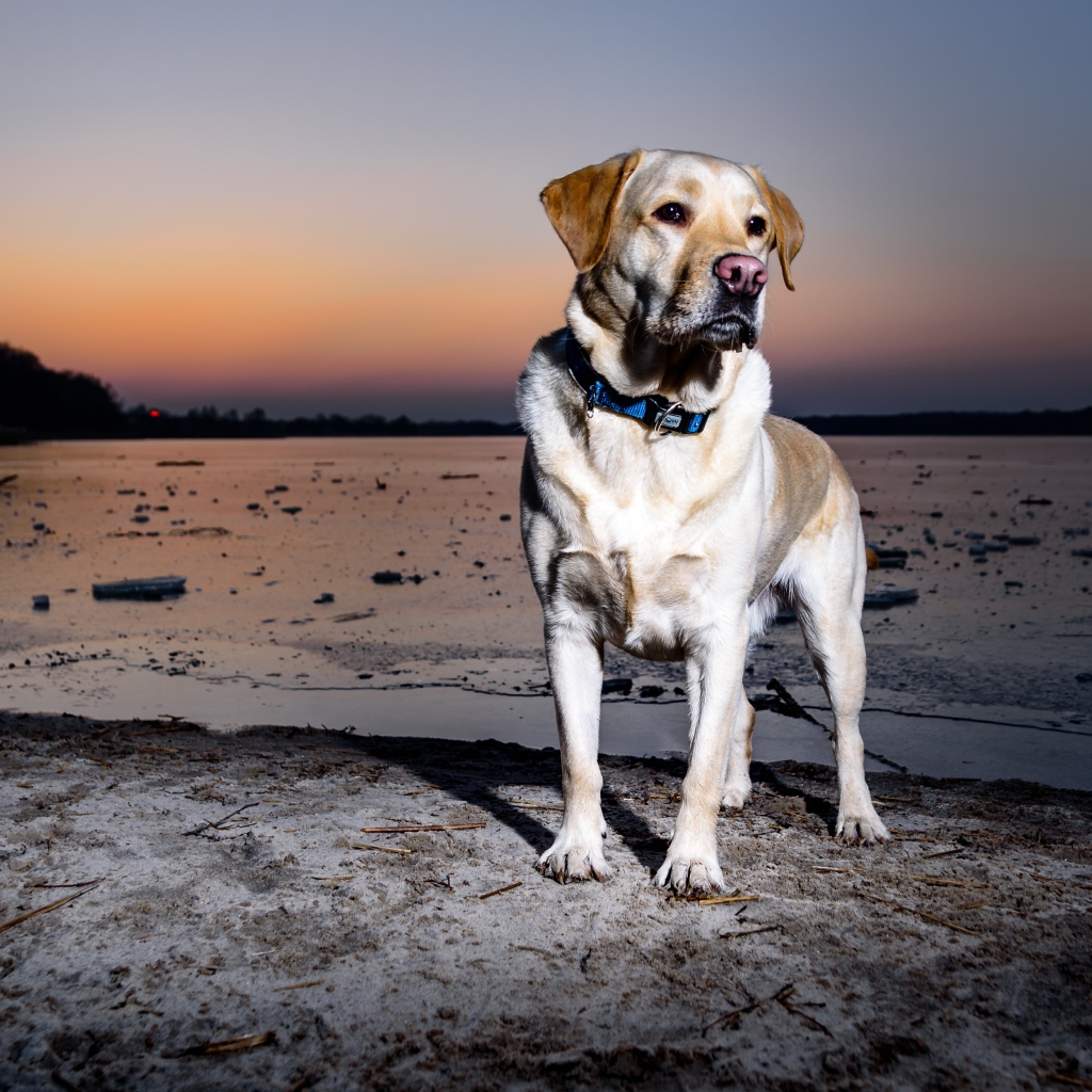 Золотистый ретривер стоит на мокром песке