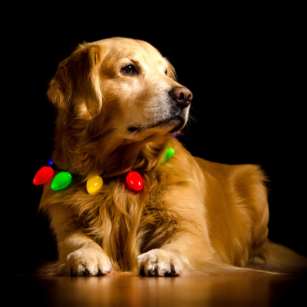 Золотистый ретривер с ошейником на черном фоне