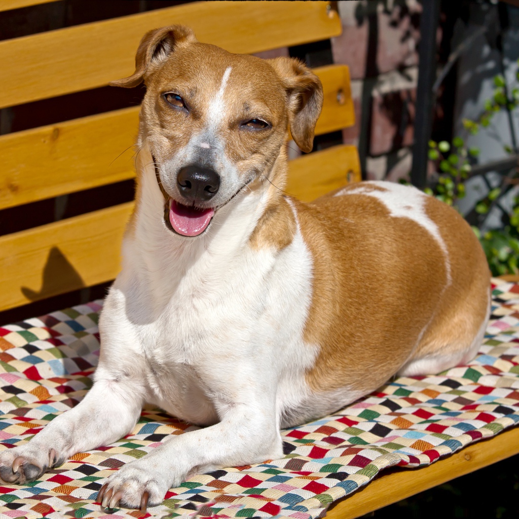 Довольный пес породы Джек рассел терьер на лавке 