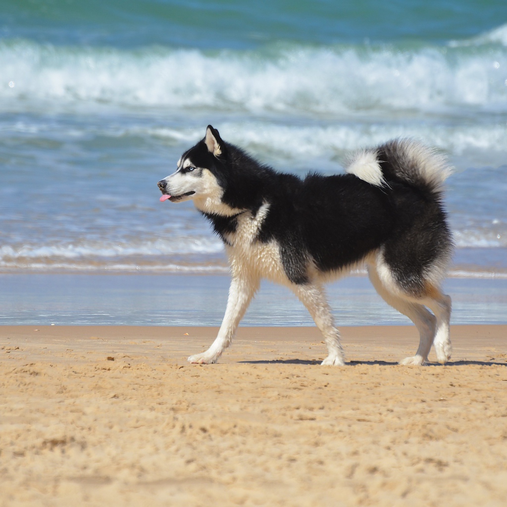 Собака хаски бежит по песку на пляже 