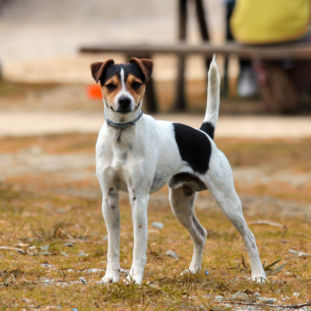 Джек рассел терьер стоит на траве
