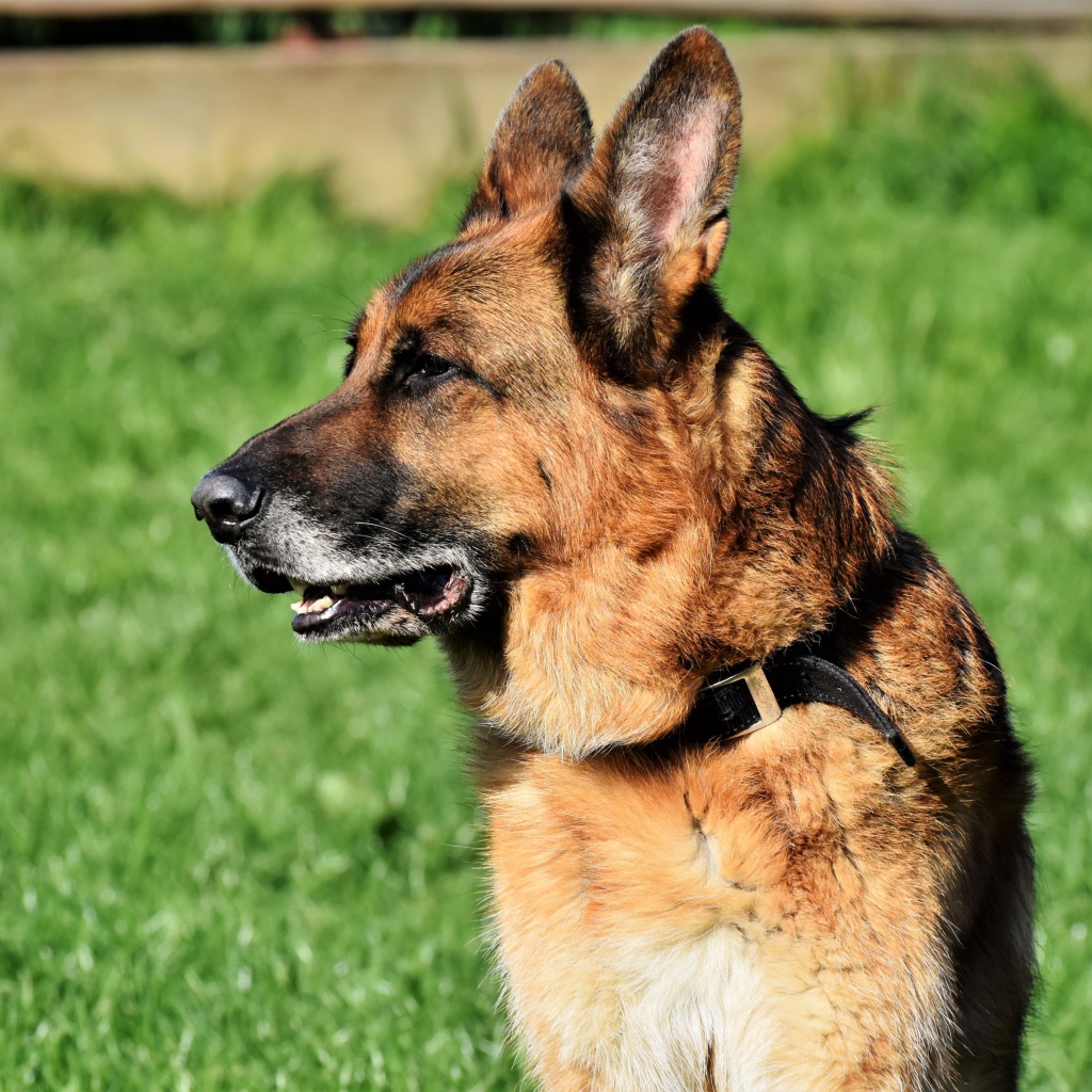 Большая овчарка с открытой пастью сидит на траве 