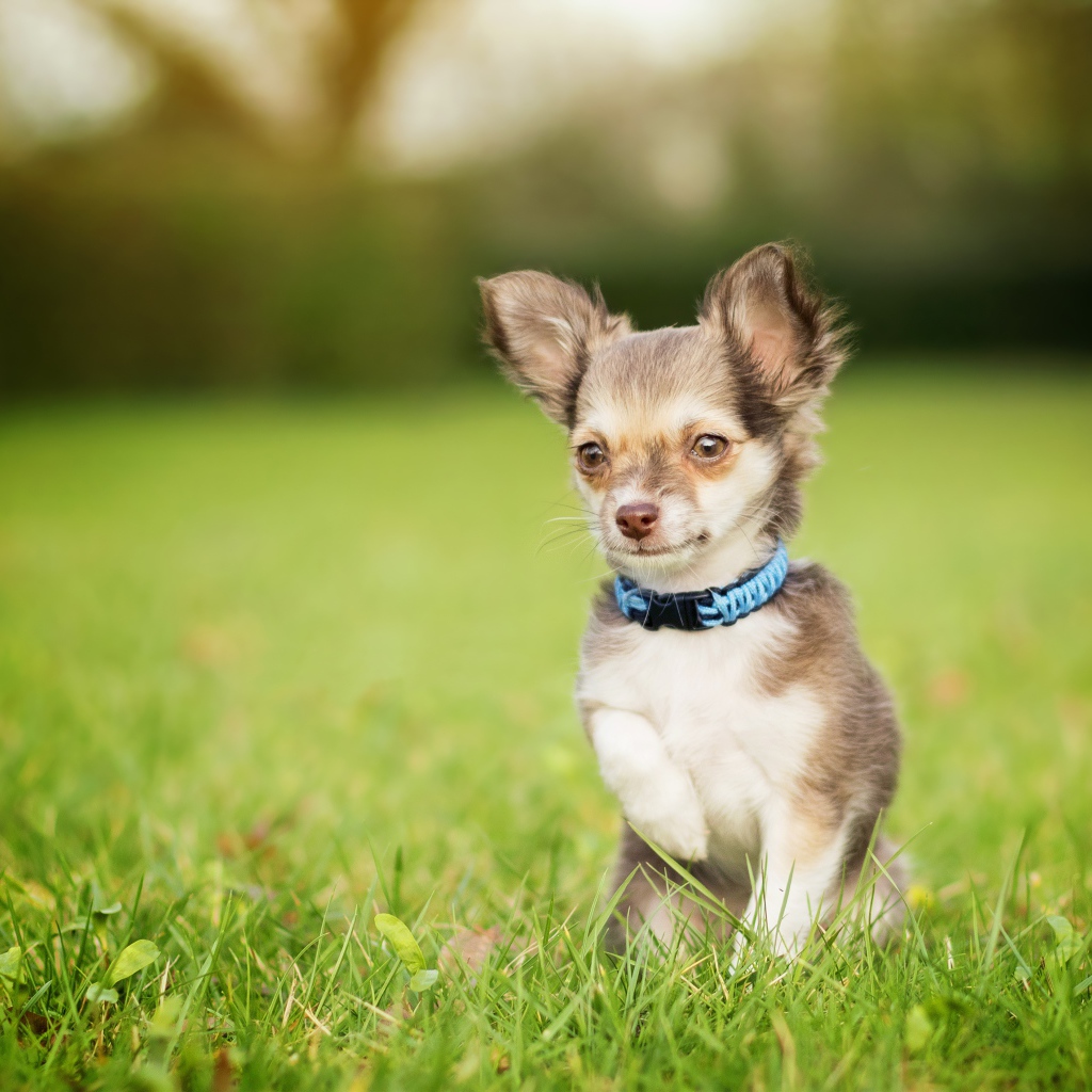 Маленькая собака породы чихуахуа сидит в зеленой траве