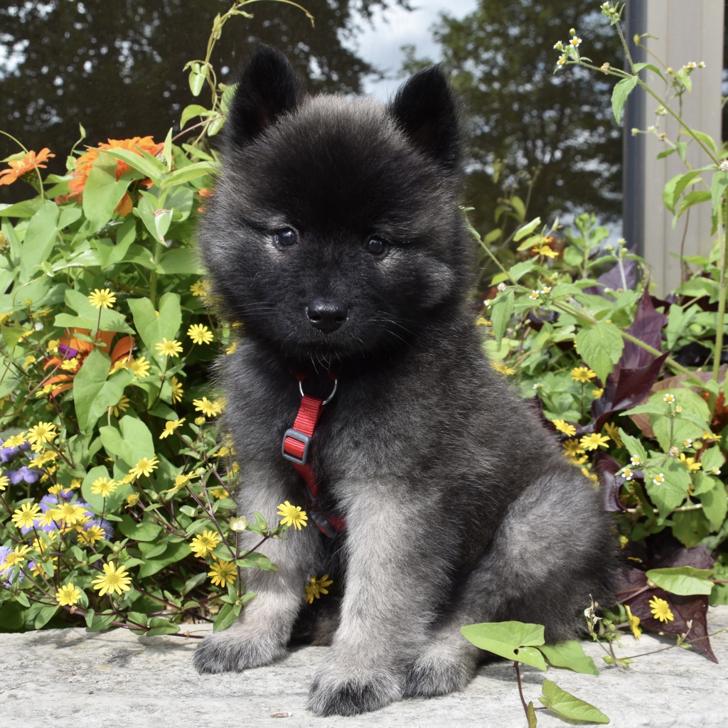 Маленький щенок Евразиер сидит у цветов