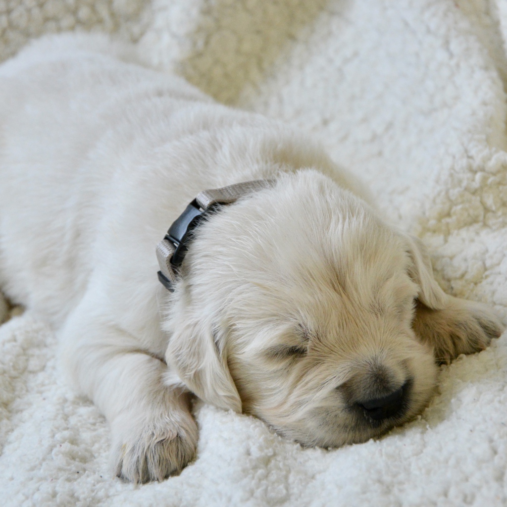 Маленький слепой щенок золотистого ретривера