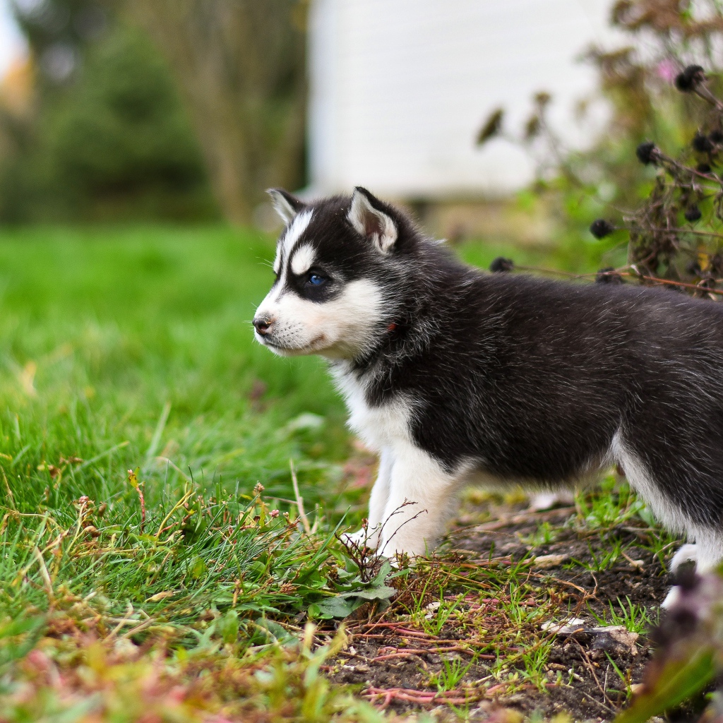 Маленький голубоглазый щенок хаски на зеленой траве 