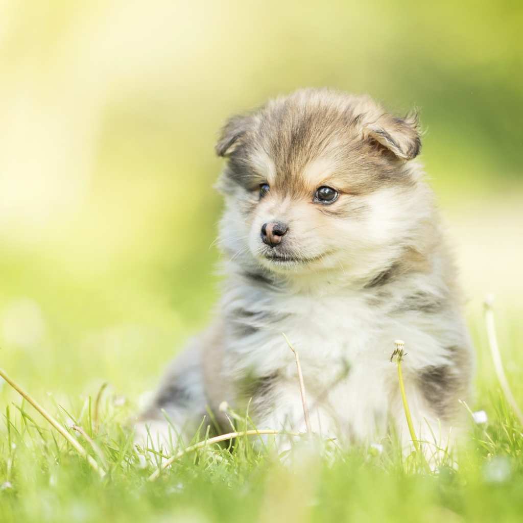 Маленький пушистый щенок сидит в зеленой траве