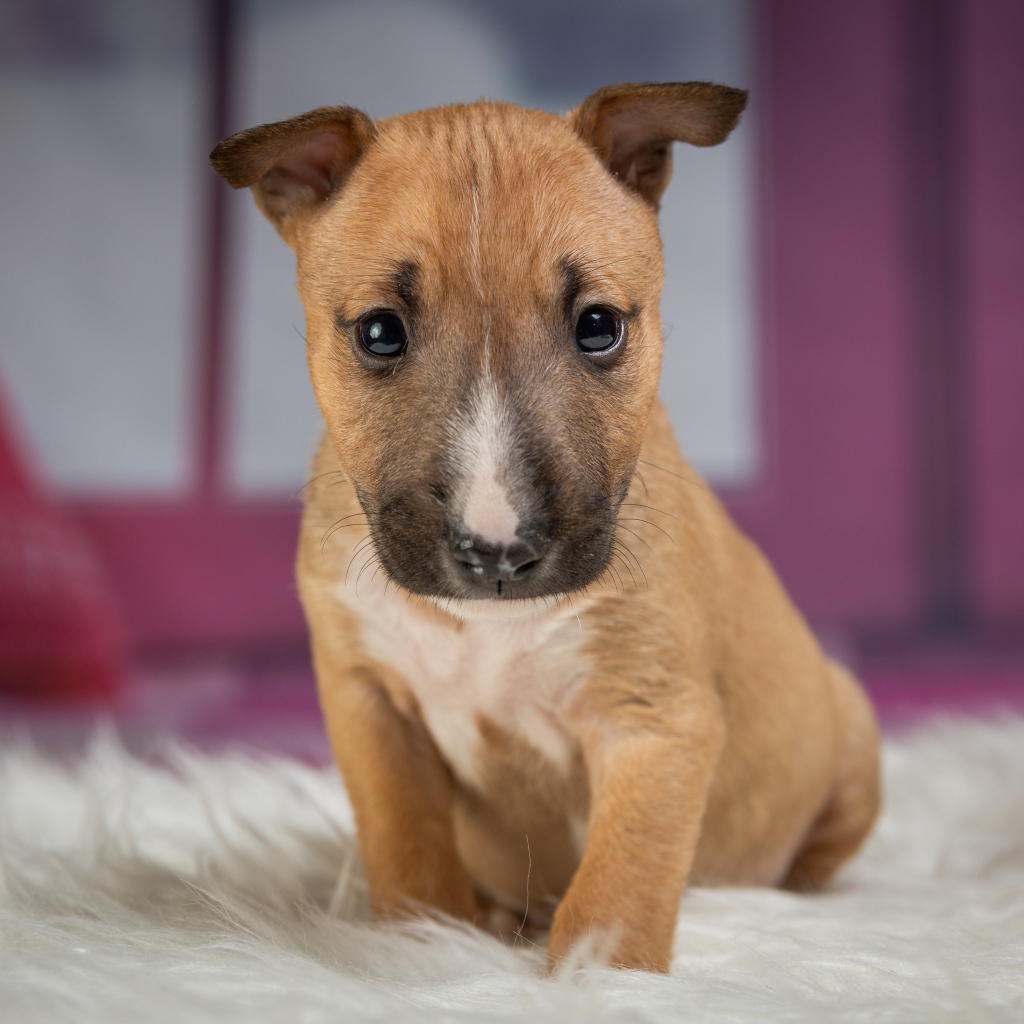 Маленький забавный щенок сидит на меховой подстилке 