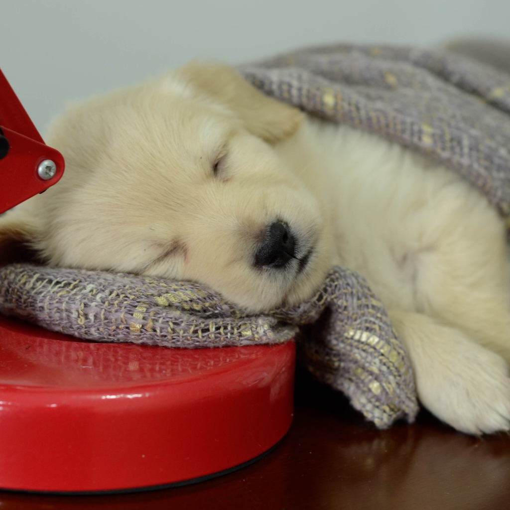 Маленький щенок золотистого ретривера спит на столе с лампой