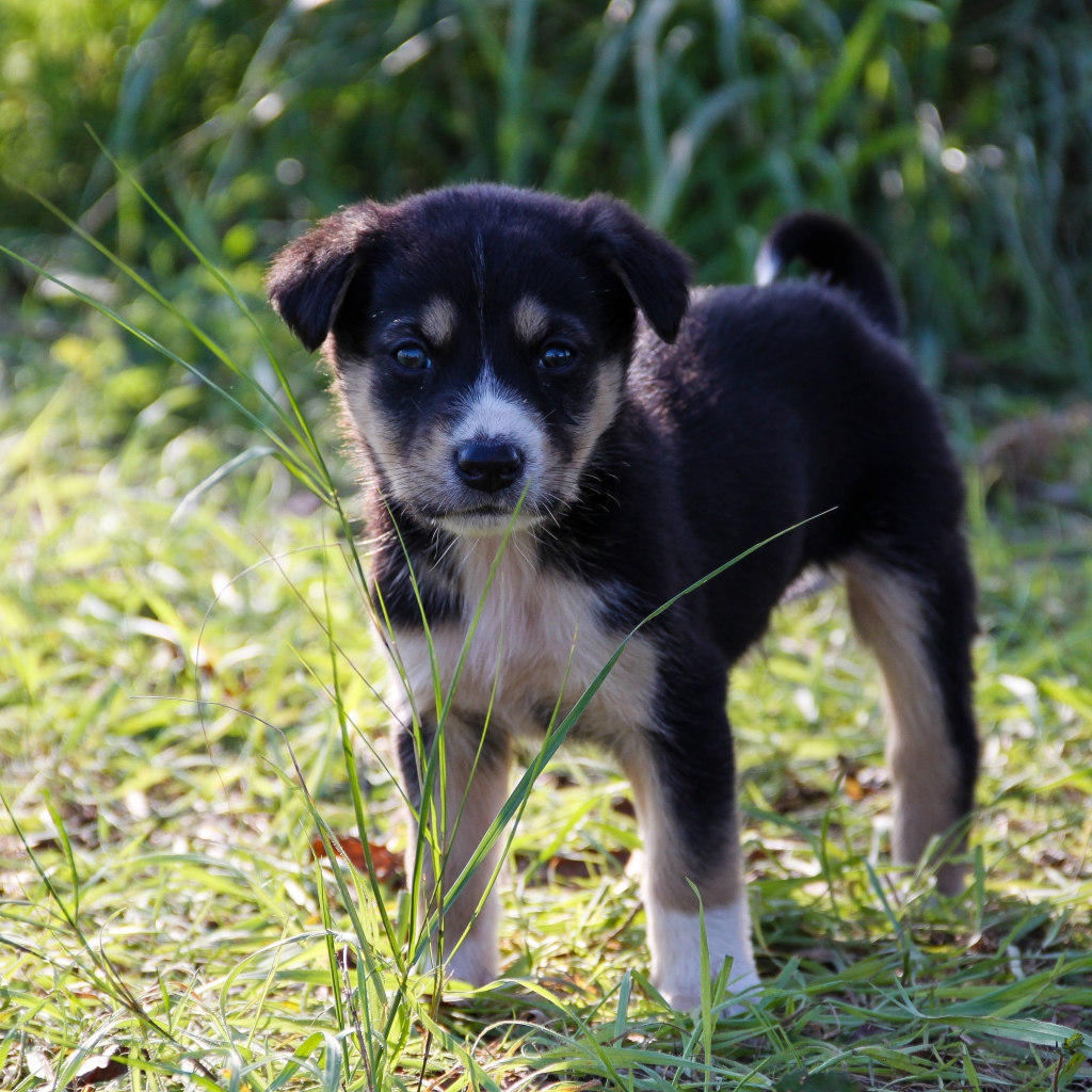 Маленький щенок стоит на зеленой траве