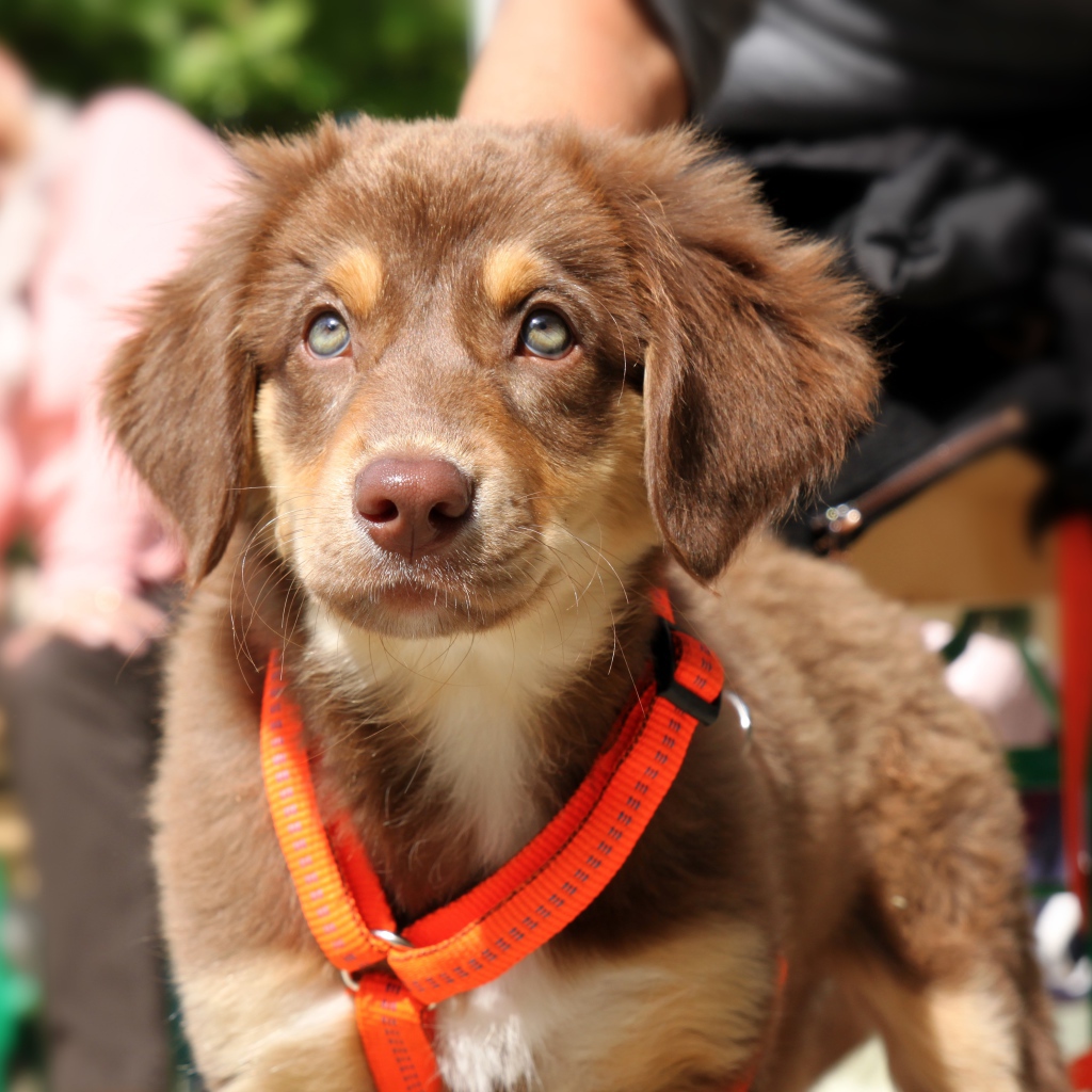 Маленький щенок ретривера на поводке 
