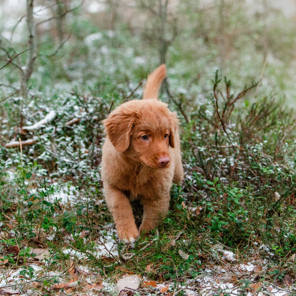 Маленький щенок новошотландский ретривер идет по траве