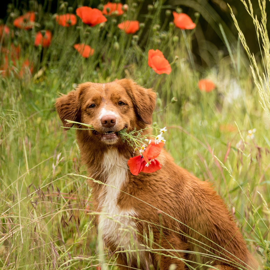 Новошотландский ретривер с красными маками 