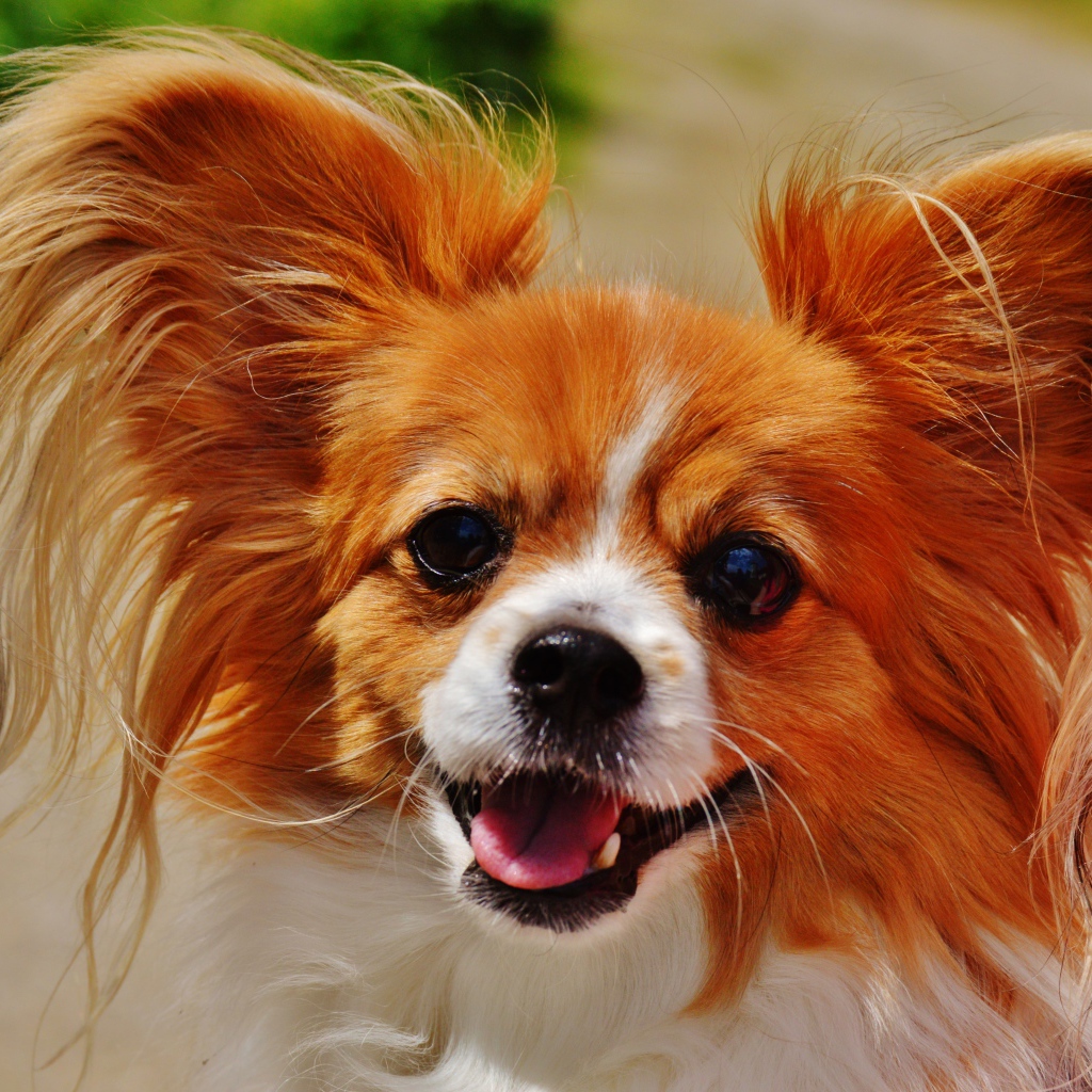 Собака папильон в пушистыми ушами