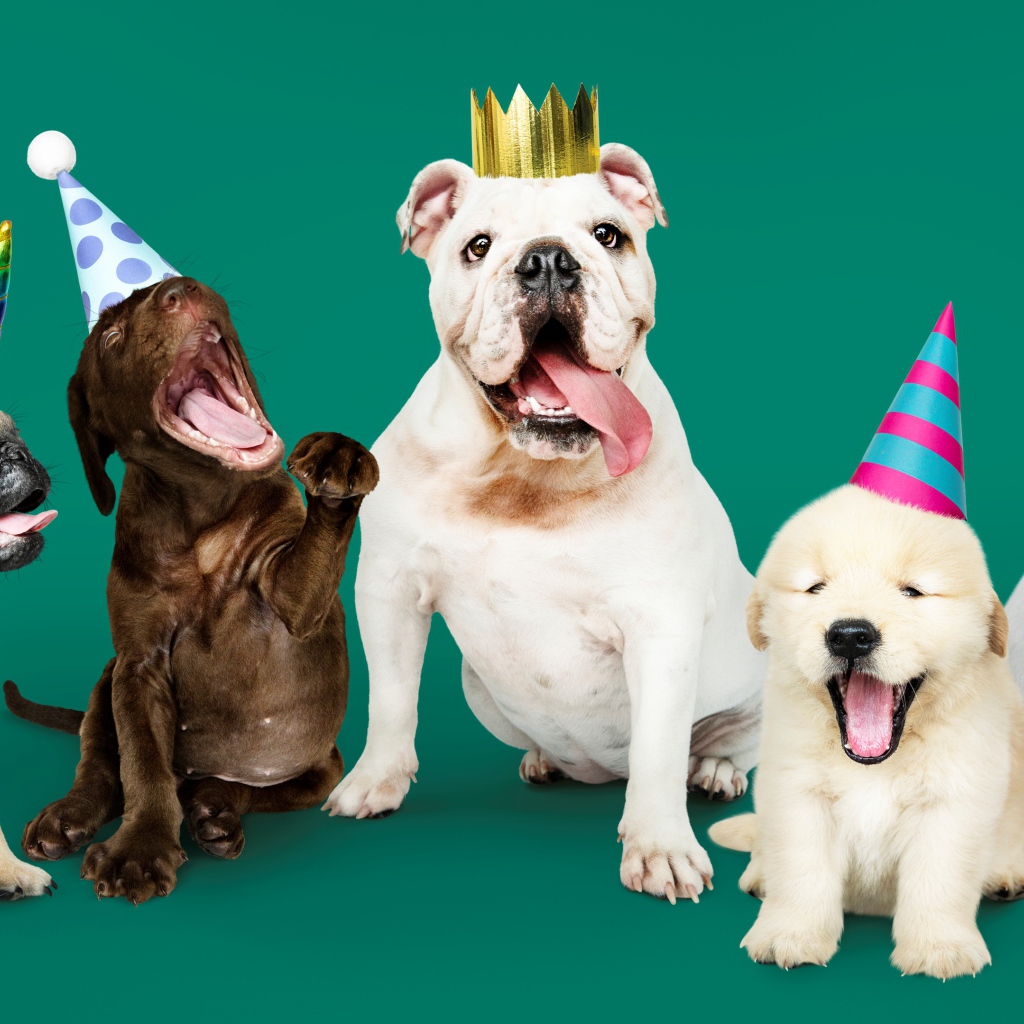 Породистые собаки в колпаках на день рождения