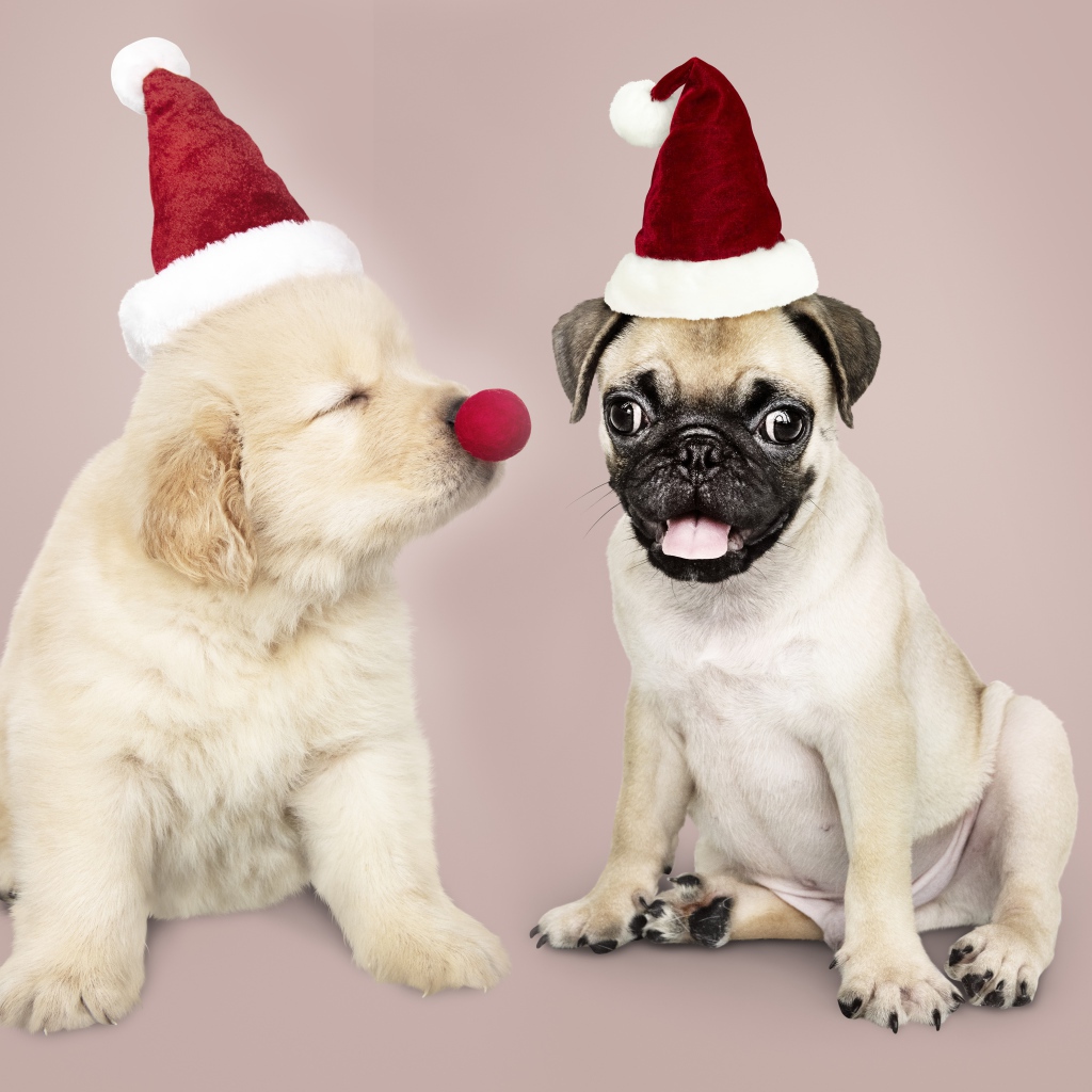 Щенок мопса и золотистого ретривера в красных колпаках