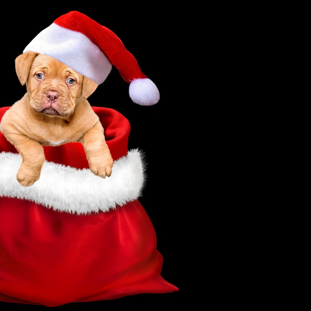 Щенок сидит в мешке на черном фоне 