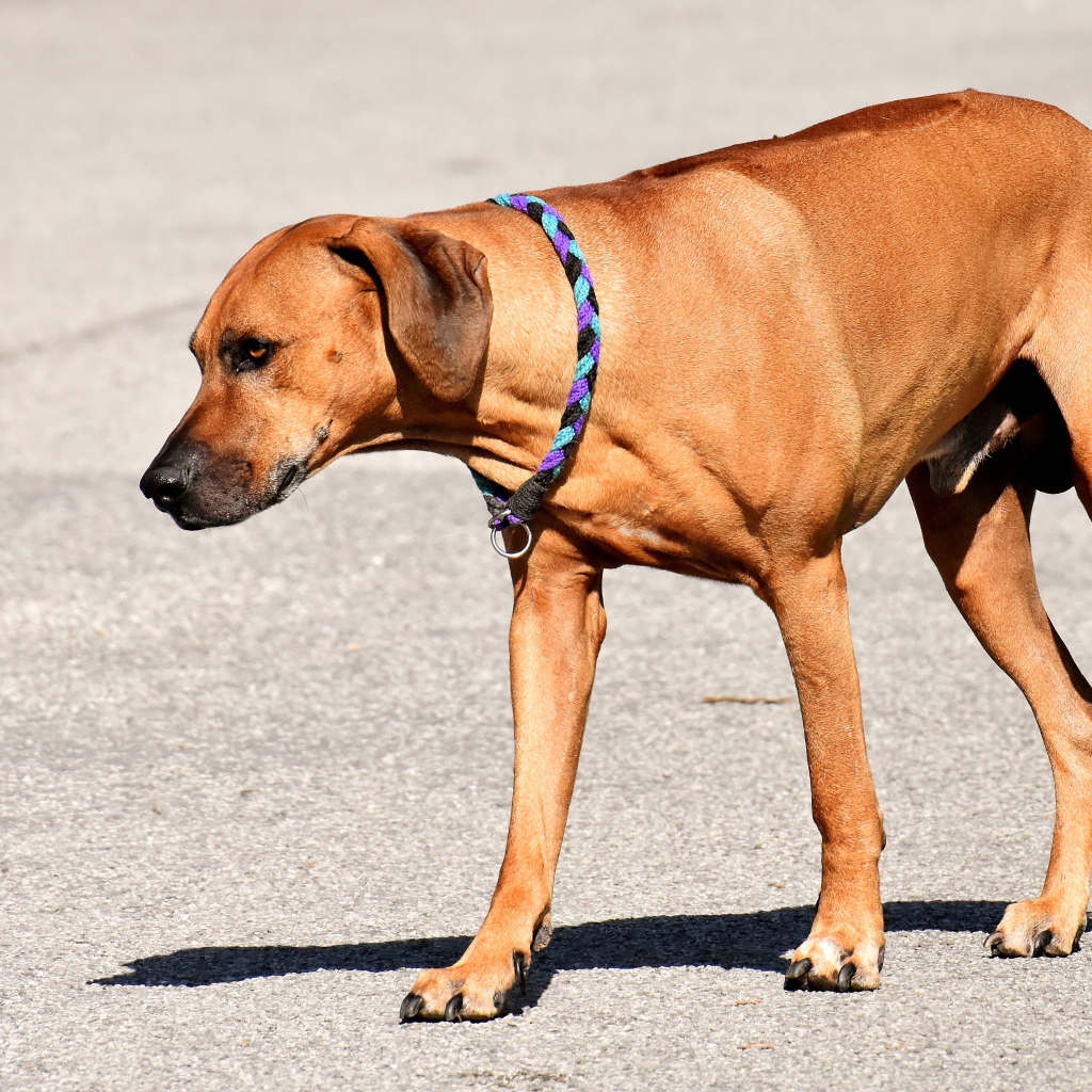 Родезийский риджбек с ошейником