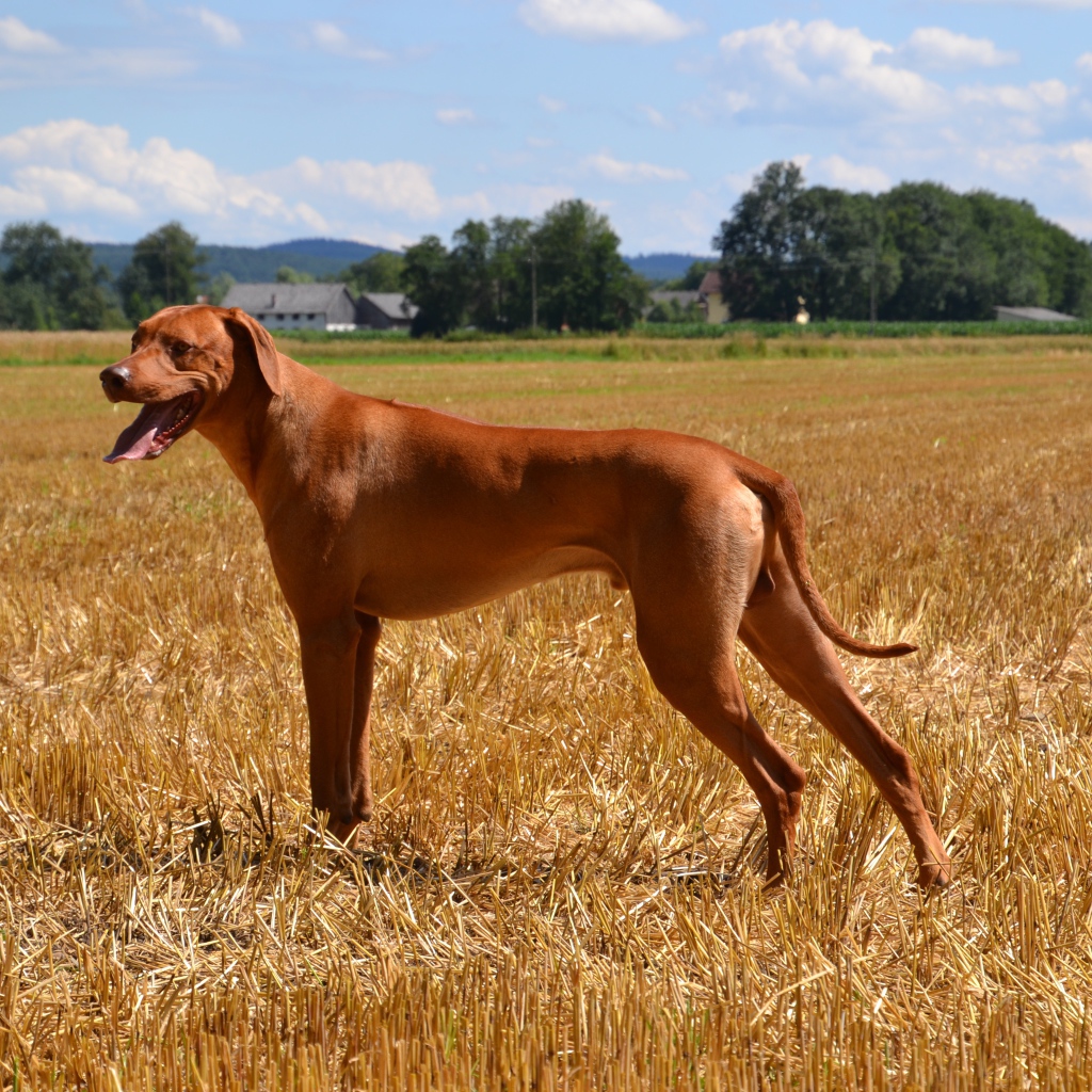 Родезийский риджбек на поле 