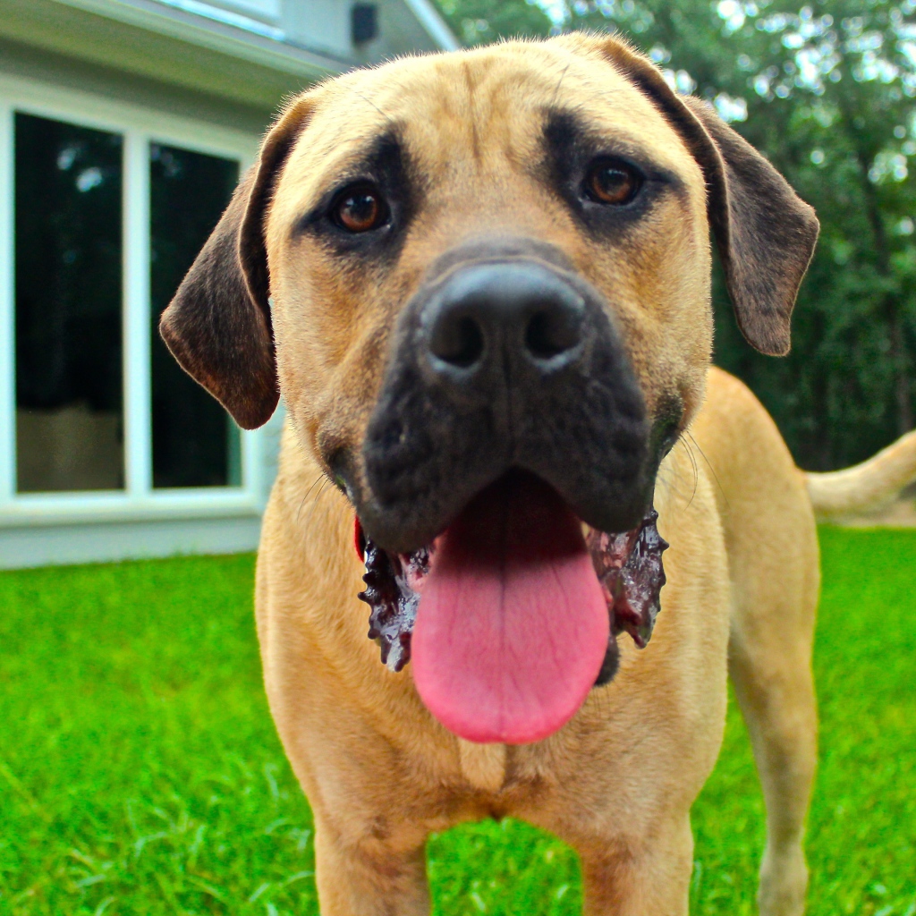 Родезийский риджбек с высунутым языком