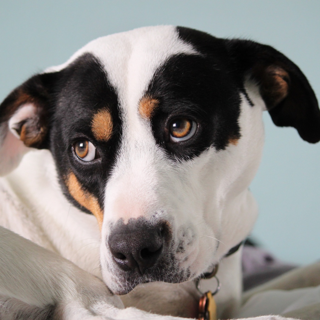 Грустный Джек рассел терьер лежит на кровати 