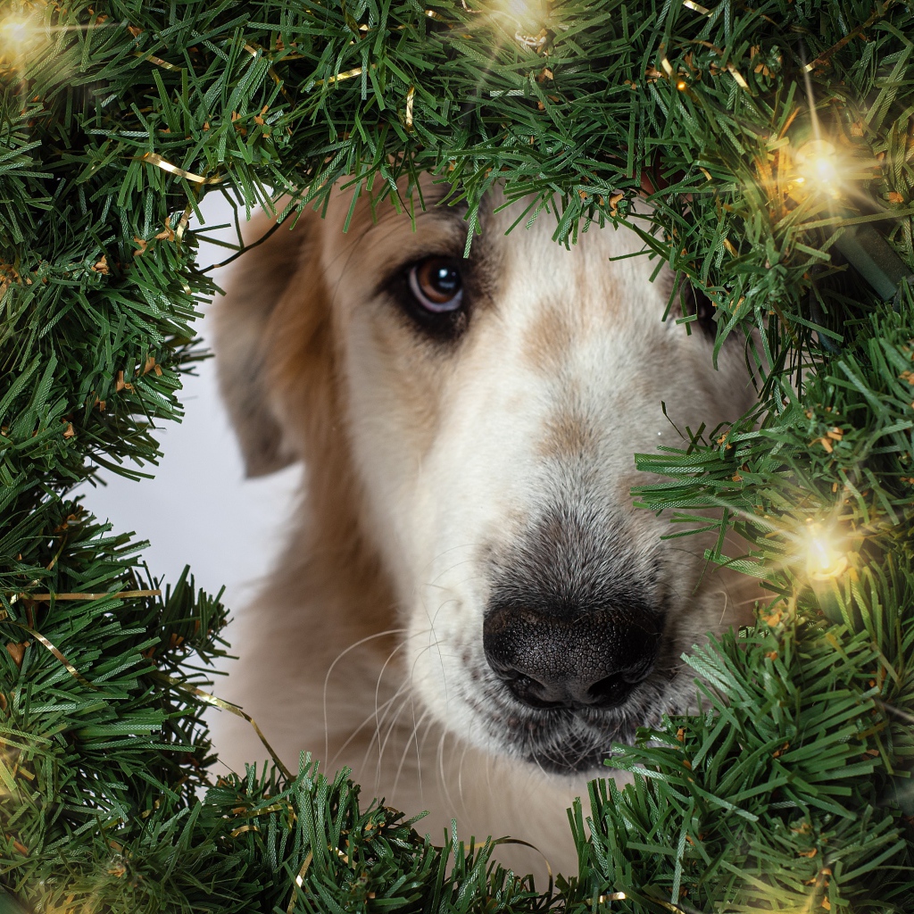 Грустная собака с зеленым рождественским венком 