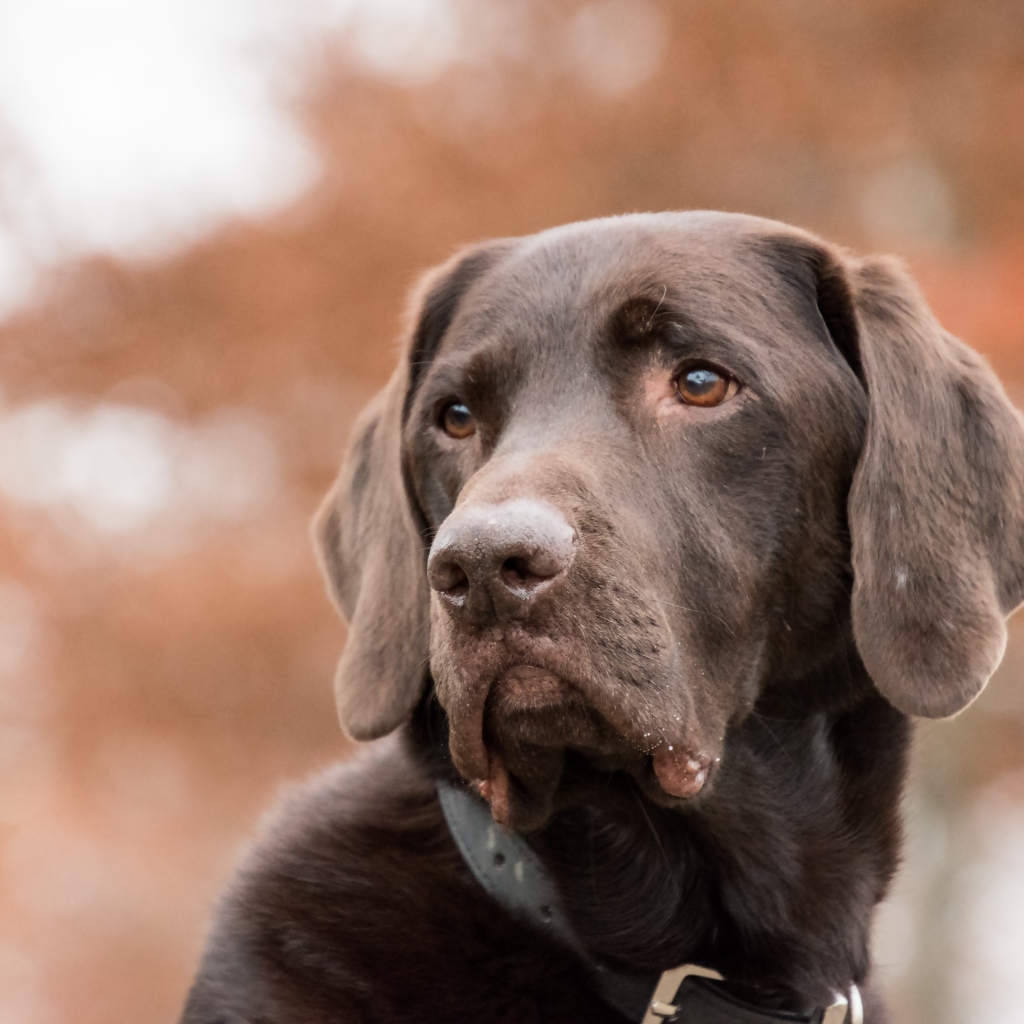 Грустная морда коричневого лабрадора 