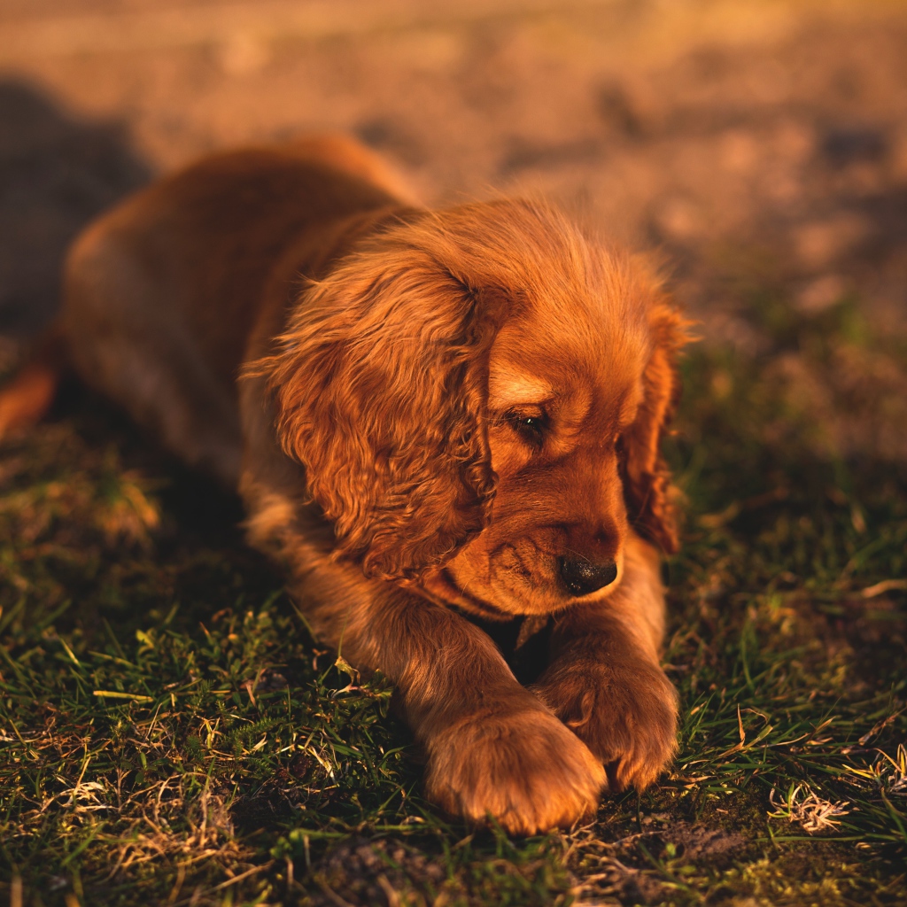Грустный щенок спаниеля лежит на траве 