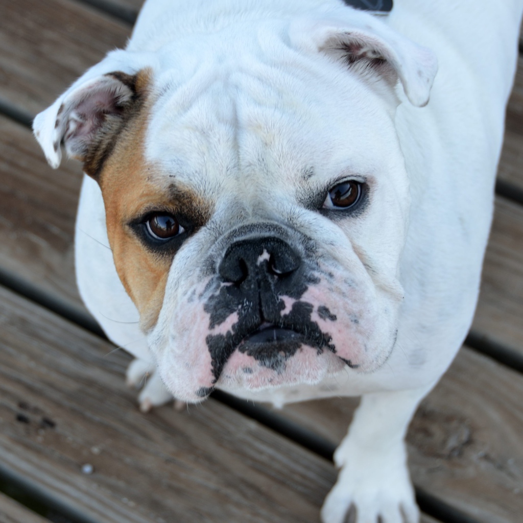 Серьезный бульдог смотрит на хозяина