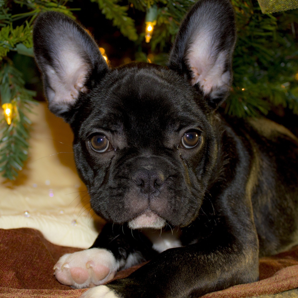 Маленький черный французский бульдог лежит под елкой