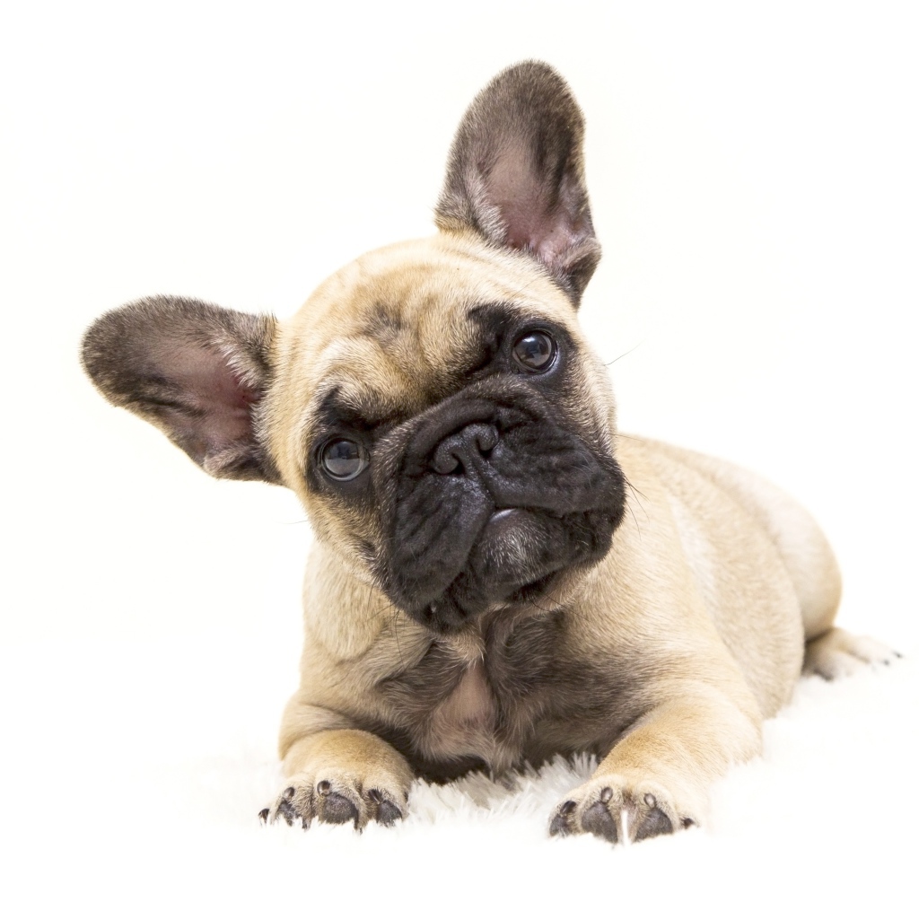 Маленький щенок французского бульдога на белом фоне