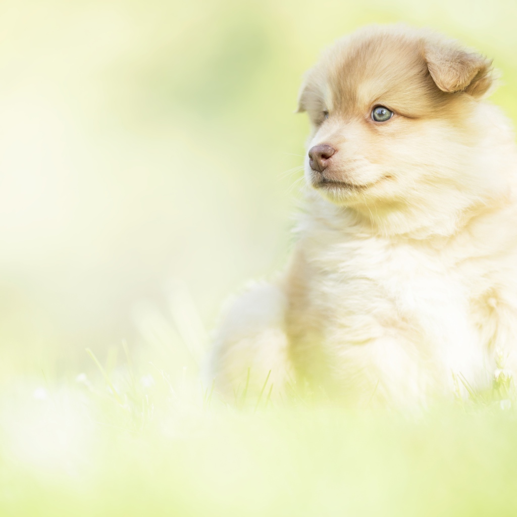 Маленький щенок с коричневым носом