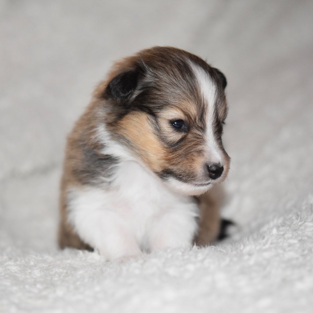 Маленький щенок шелти на белом покрывале 