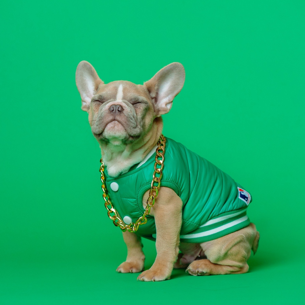 Улыбающийся французский бульдог на зеленом фоне